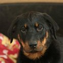 chien DM (59)